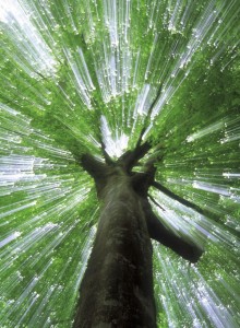 Light through trees